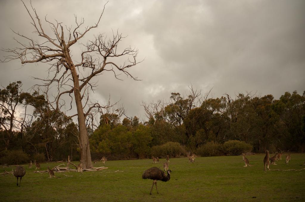 Boroka Downs Villa Halls Gap Buitenkant foto