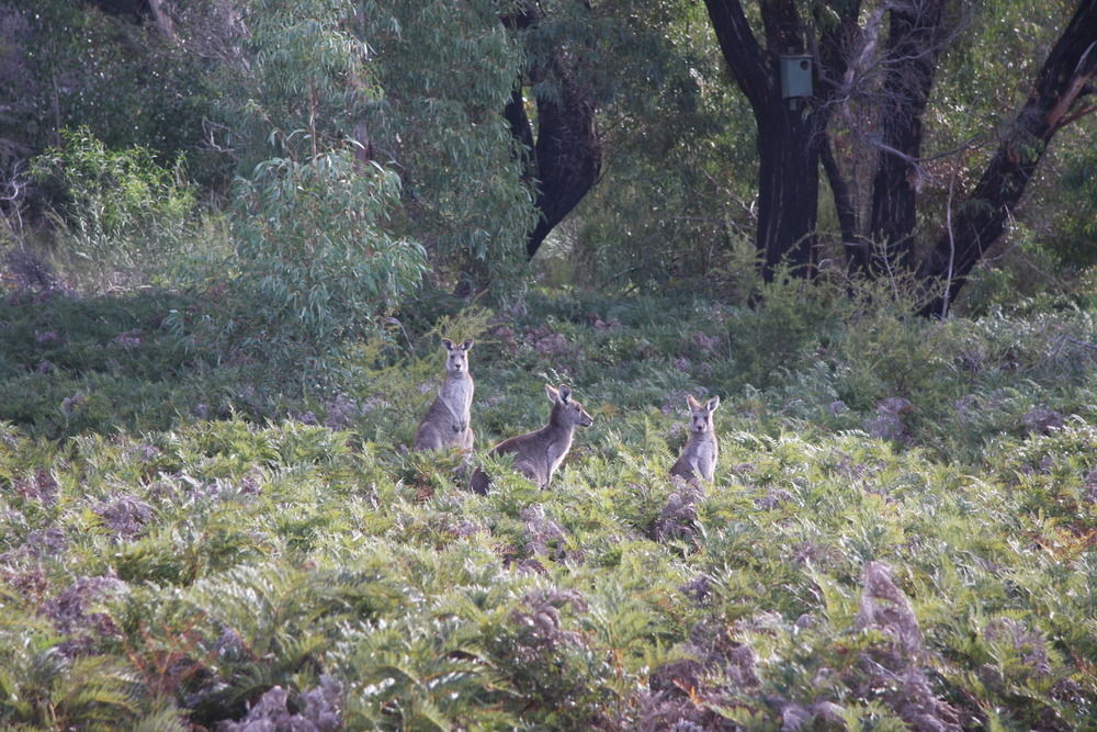 Boroka Downs Villa Halls Gap Buitenkant foto
