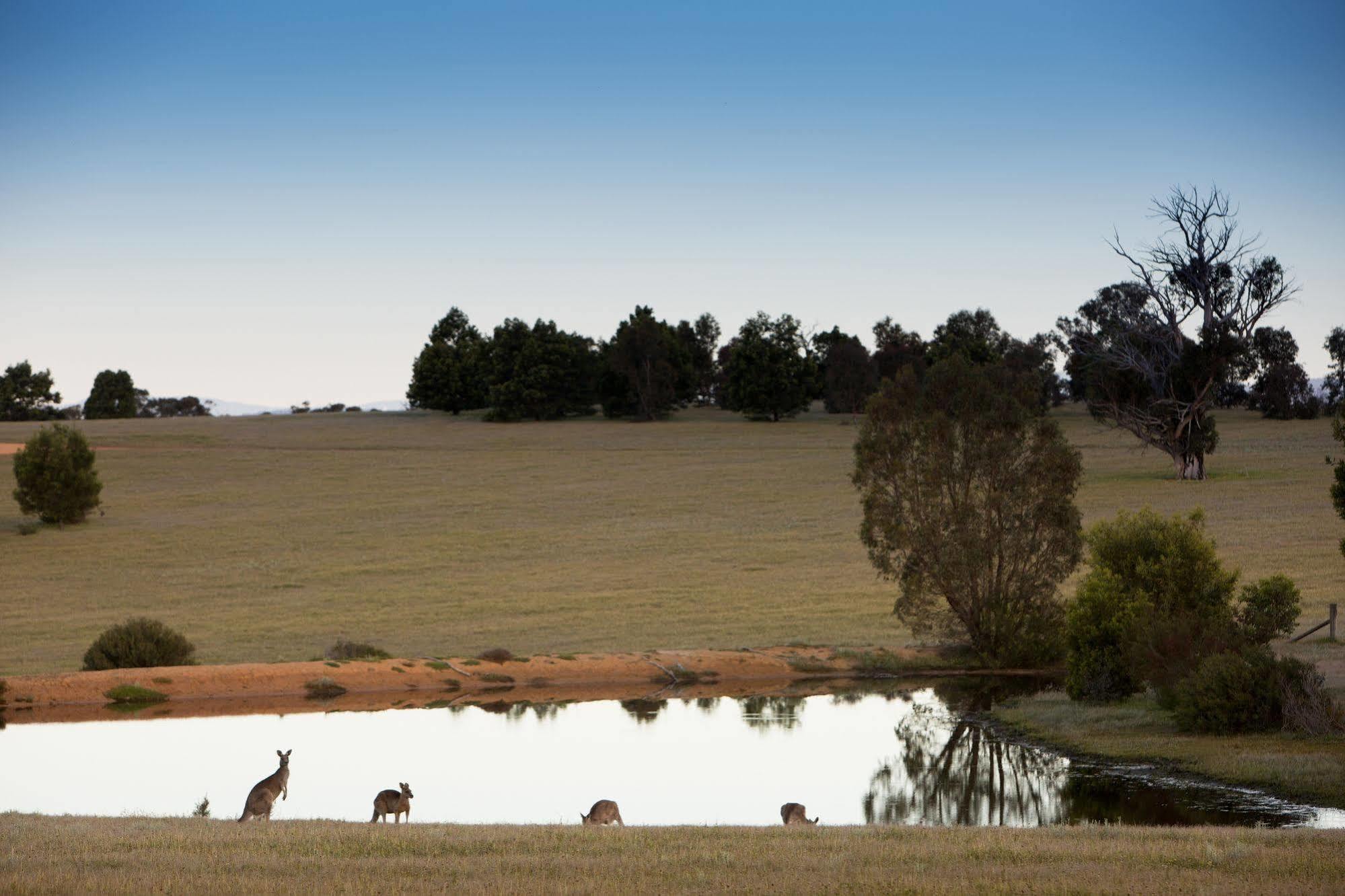 Boroka Downs Villa Halls Gap Buitenkant foto