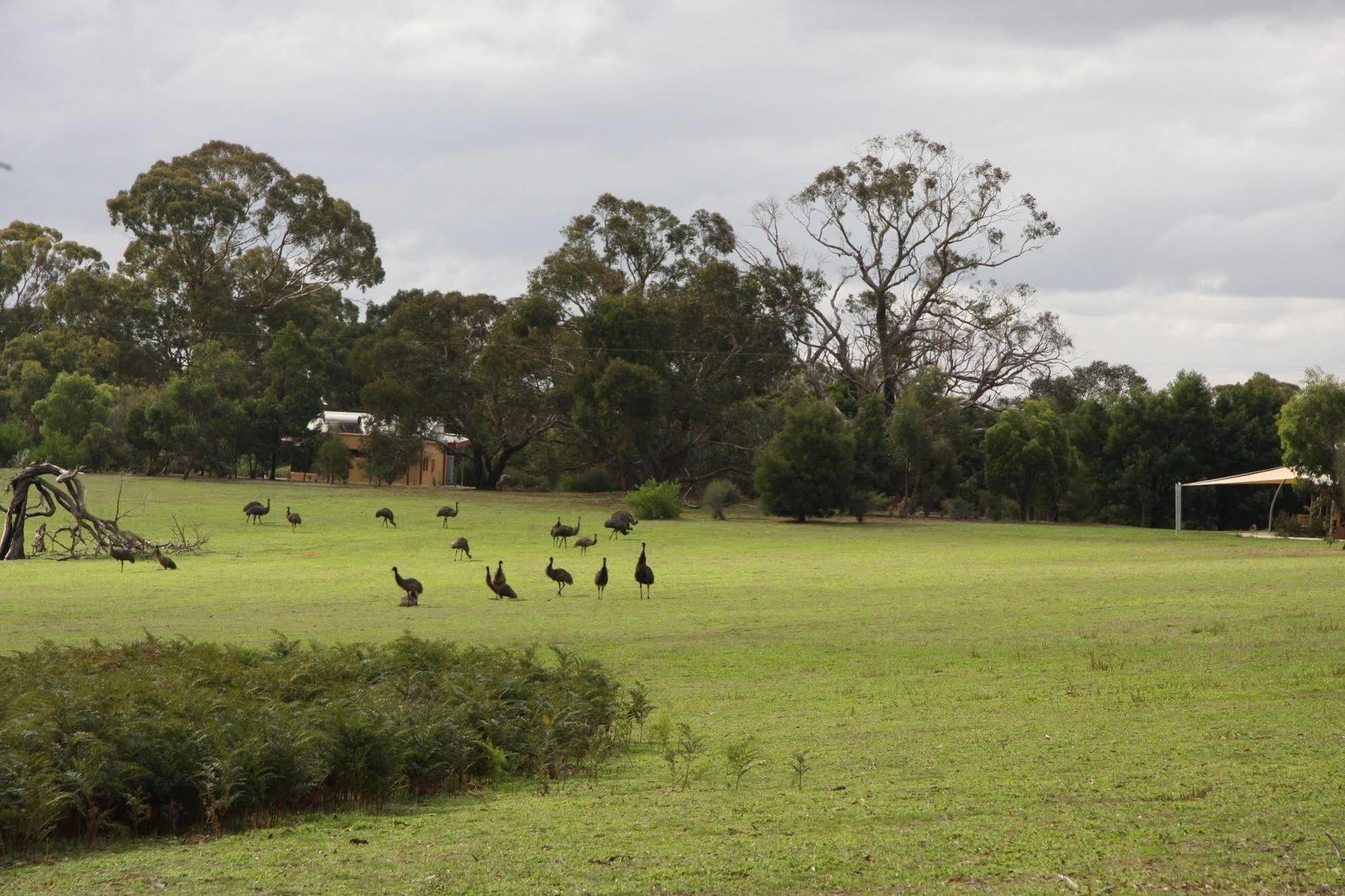 Boroka Downs Villa Halls Gap Buitenkant foto